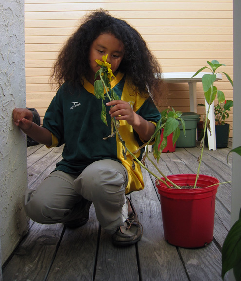 Mari checks out the sunflower she planted!