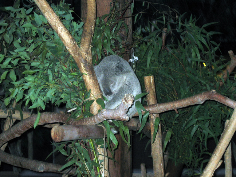 Mari photographs a sleeping koala!