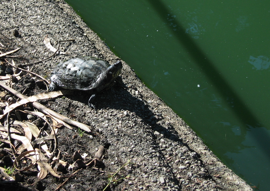 Mari finds a turtle outside the Exploratorium!