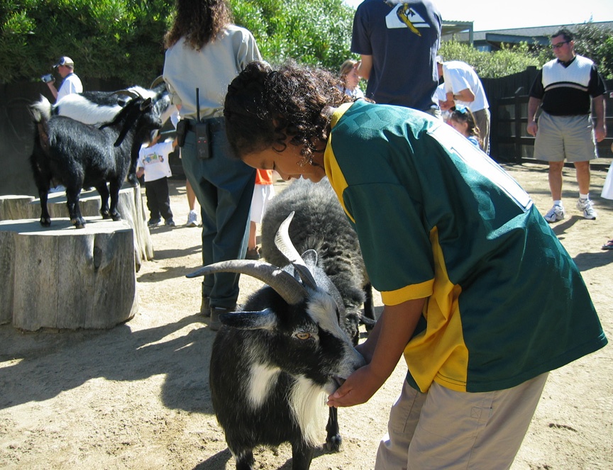 Mari feeds a goat!
