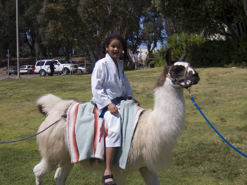 llama rides sure are fun!