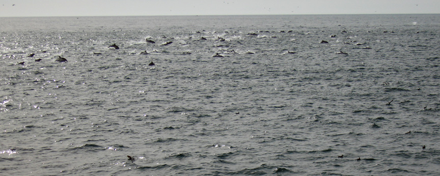 The are known as common dolphins!
