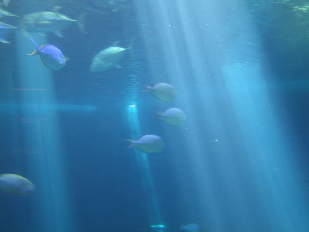 aquarium_32