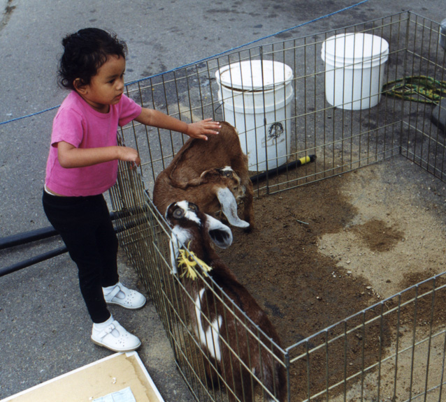 Mari checks out baby goats!
